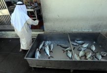 Weather prompts fishing ban that sees market prices rise sharply