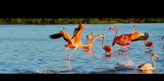 New video: The Future of Living – Dubai Creek Harbour