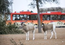 First look inside the walls of Dh1 billion Dubai Safari