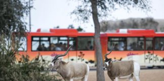 First look inside the walls of Dh1 billion Dubai Safari