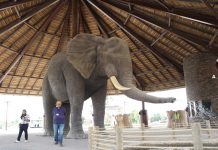 Experience the call of the wild at the new Dubai Safari