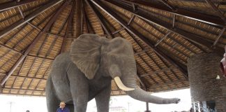 Experience the call of the wild at the new Dubai Safari