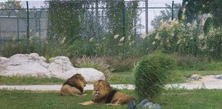 Dubai Safari opening draws 14,000 visitors during first two days