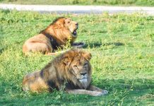 Spanish firm takes over running of Dubai Safari
