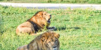 Spanish firm takes over running of Dubai Safari