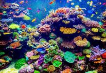 Revealed: world’s largest coral reef park to be created off UAE coast