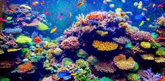 Revealed: world’s largest coral reef park to be created off UAE coast