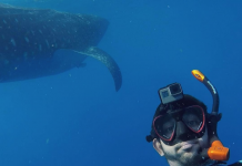 Video: Dubai’s Sheikh Hamdan swims with whale sharks
