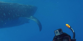 Video: Dubai’s Sheikh Hamdan swims with whale sharks