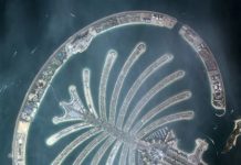 Palm Jumeirah is KhalifaSat’s first image from space Palm Jumeirah is KhalifaSat’s first image from space